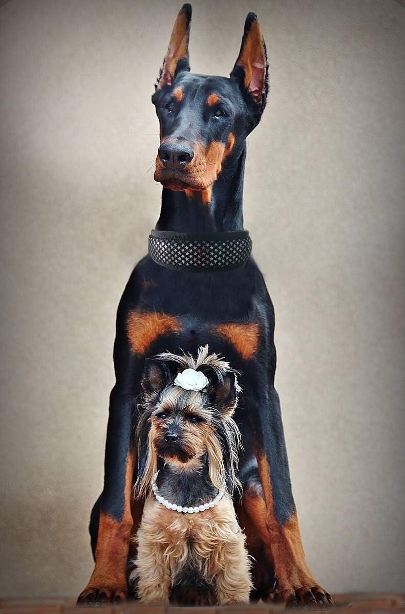 Heavy Duty Dog Collar Padded with Comfortable Cushion, Adjustable Dog Training Collars for Large Medium and Small Dogs (1Pack) - Image 3