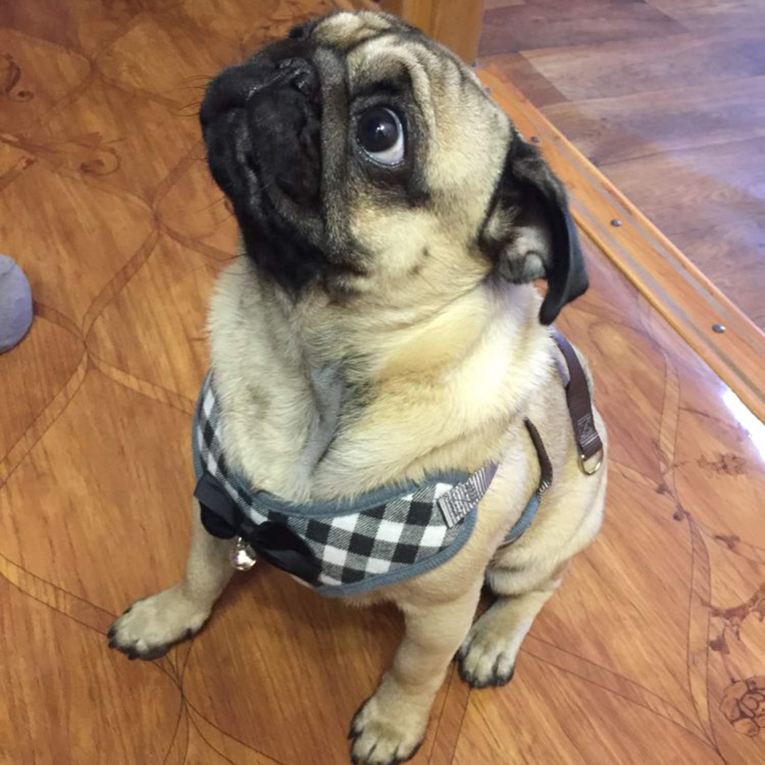 Small Dog Harness and Leash Set - No Pull Pet Harness with Soft Mesh Nylon Vest for Small Dogs and Cats Red - Image 12