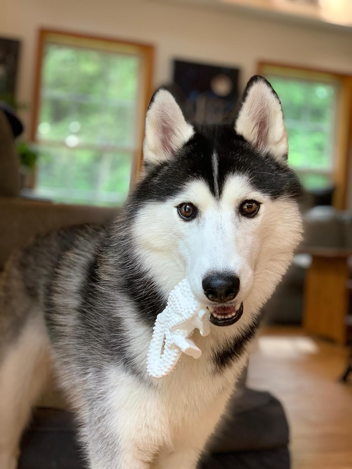 Nylabone Power Chew Dental Chew Toy Durable Dinosaur Dog Toy - Image 7