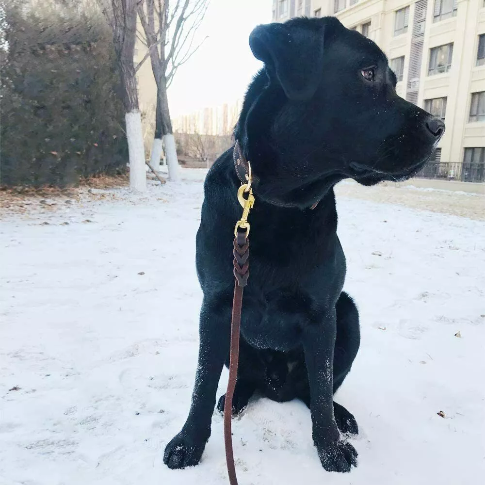 Leather Dog Leash 6 ft Leather Dog Training Leash Pet Braided Dog Leash for Large Medium Leads Rope Dogs Walking&Training (1/2 Inch,Brown) - Image 8