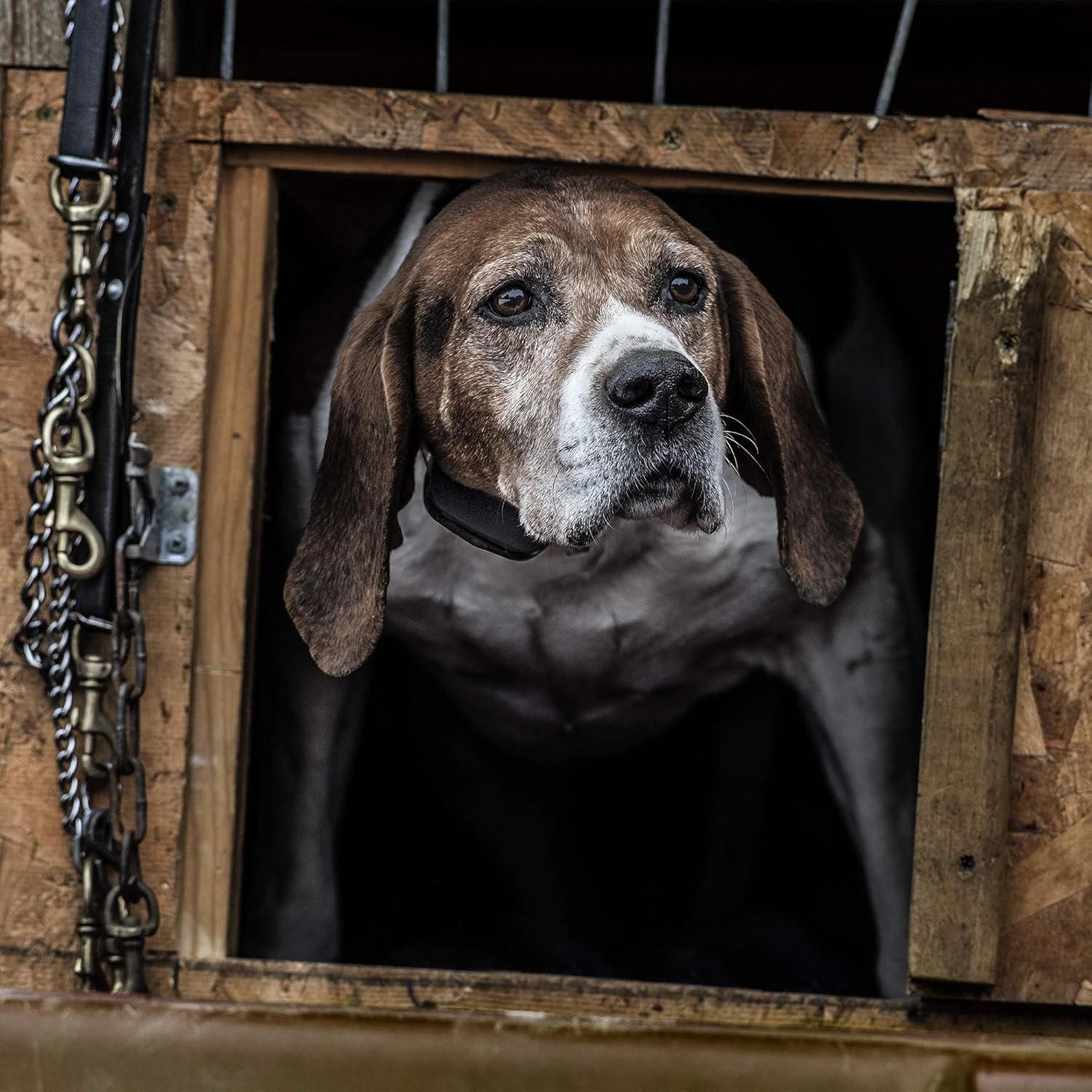 SportDOG Brand NoBark SBC-R Bark Collar - Shock Collar - 3 Modes of Operation - Rechargeable, Waterproof - Static Correction E-Collar - Dogs 8 lbs & up - Image 5